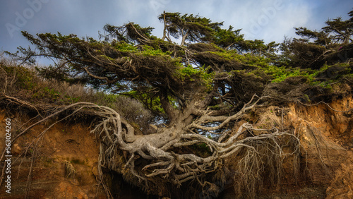 Tree of Life, Olympic National Park