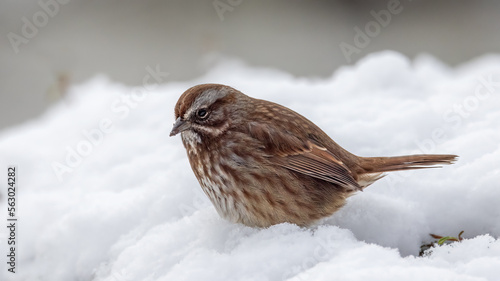 sparrow on snow