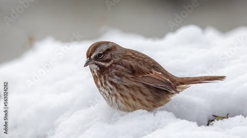 sparrow on snow photo