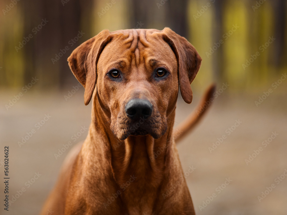 Rhodesian ridgeback dog close up portrait at nature Rhodesian ridgeback dog close up portrait at nature