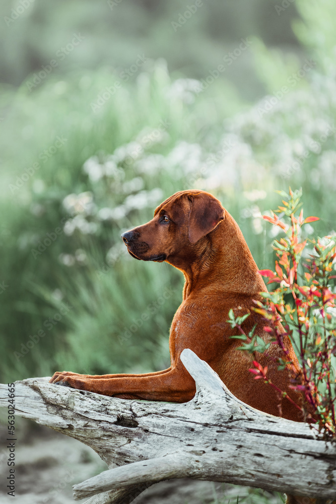 rhodesian ridgeback dog watching something at spring forest