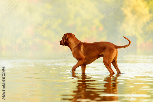 Photos Rhodesian ridgeback dog standing at water watching