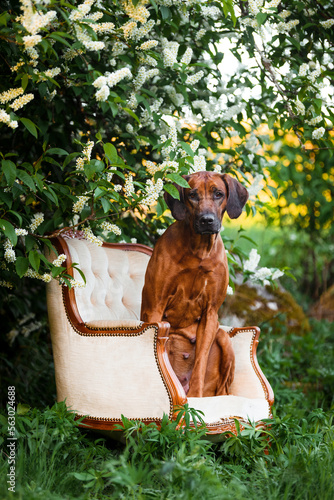 pregnant rhodesian ridgeback dog sitting on vintage arm chair