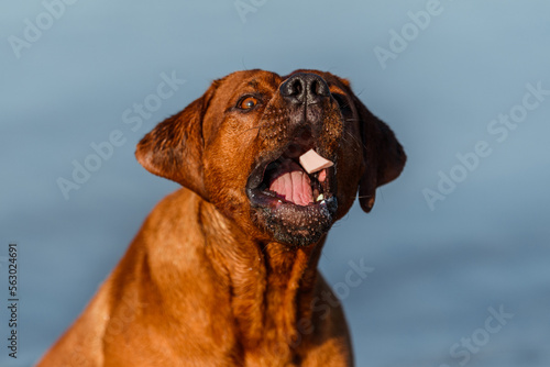 Rhodesian ridgeback dog close up portrait catching food