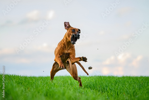 Fototapeta Naklejka Na Ścianę i Meble -  Active rhodesian ridgeback dog running catching flying disk outdoors