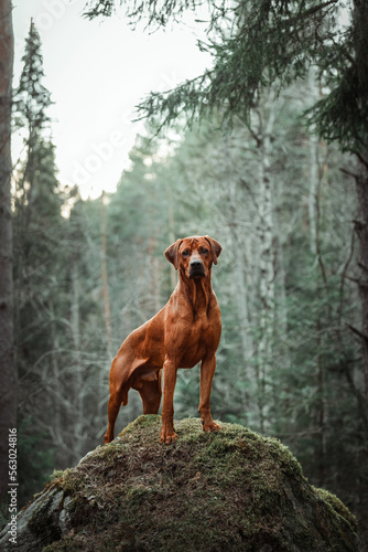 rhodesian ridgeback dog standing on stone at forest mountains landscape