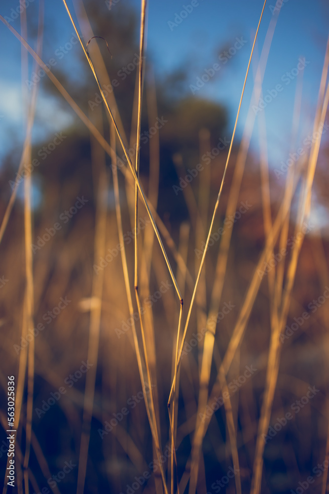 Fototapeta premium Dry grass