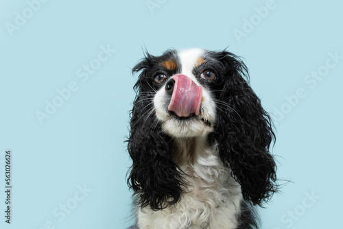 Fotografering Cute cavalier charles king spaniel dog licking its lips with tongue