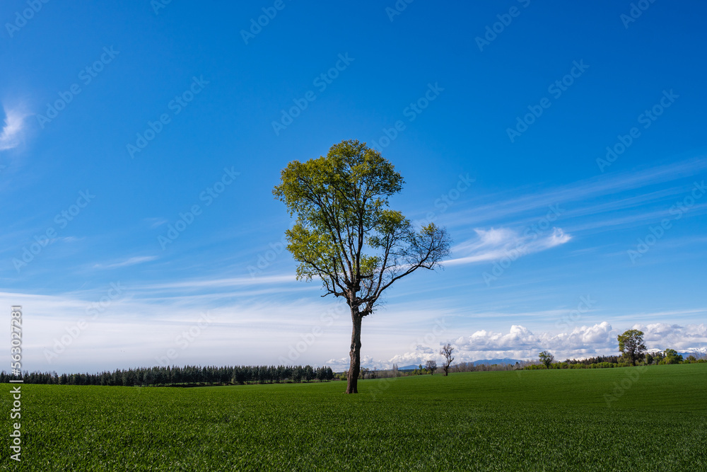 Obraz premium Lonely tree in a green meadow