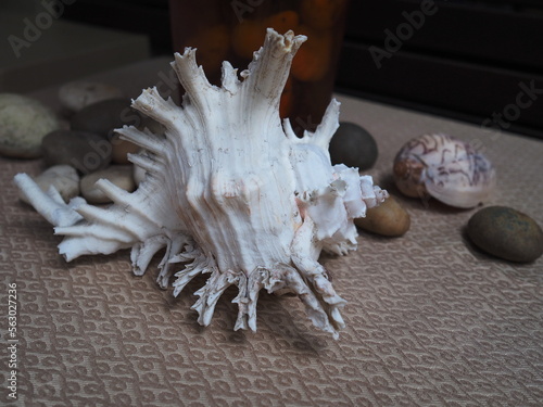 Ramose murex, Branched murex; Scientific name: Chicoreus ramosus is a mollusk in the mollusk family on a 3 rows of spiny shells displayed on a table with stones of various sizes.
 photo