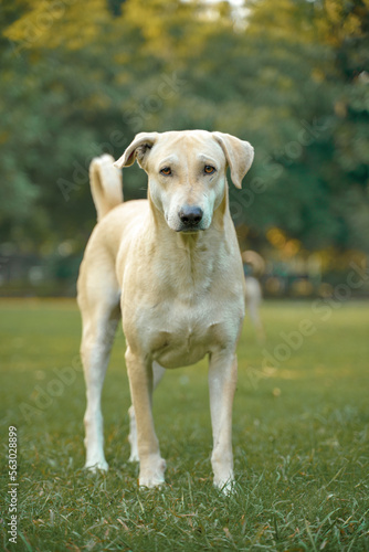 Sticker Indian homeless dog at park