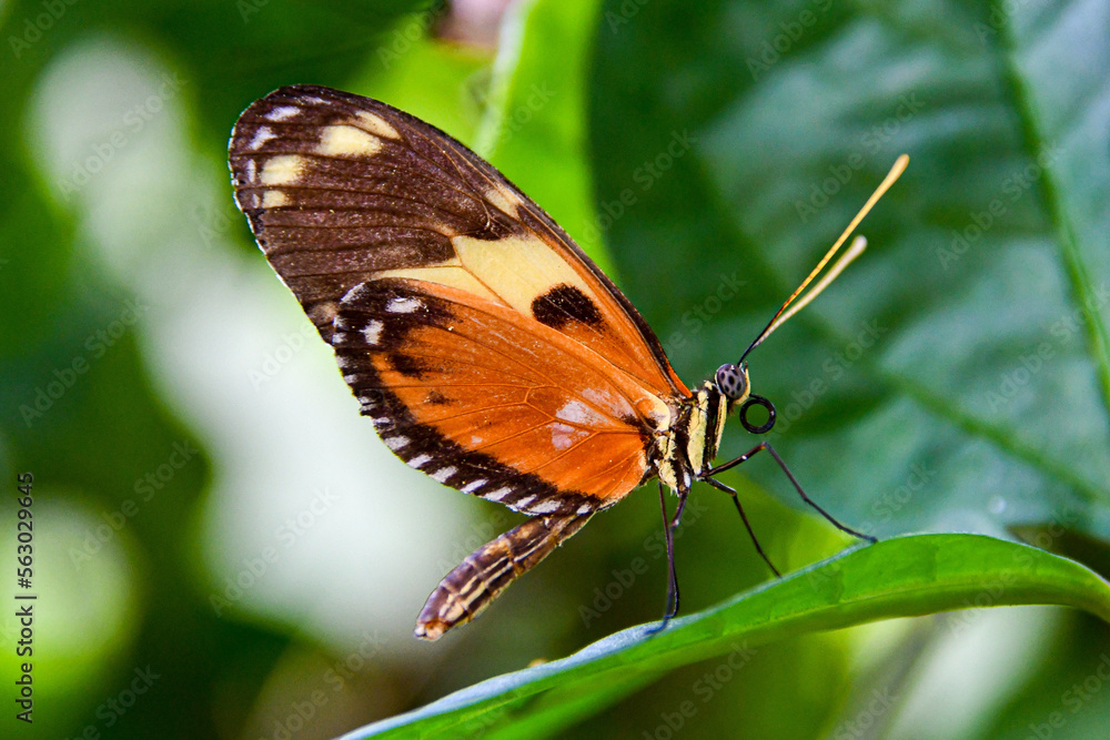 butterfly on leaf butterfly on leaf
