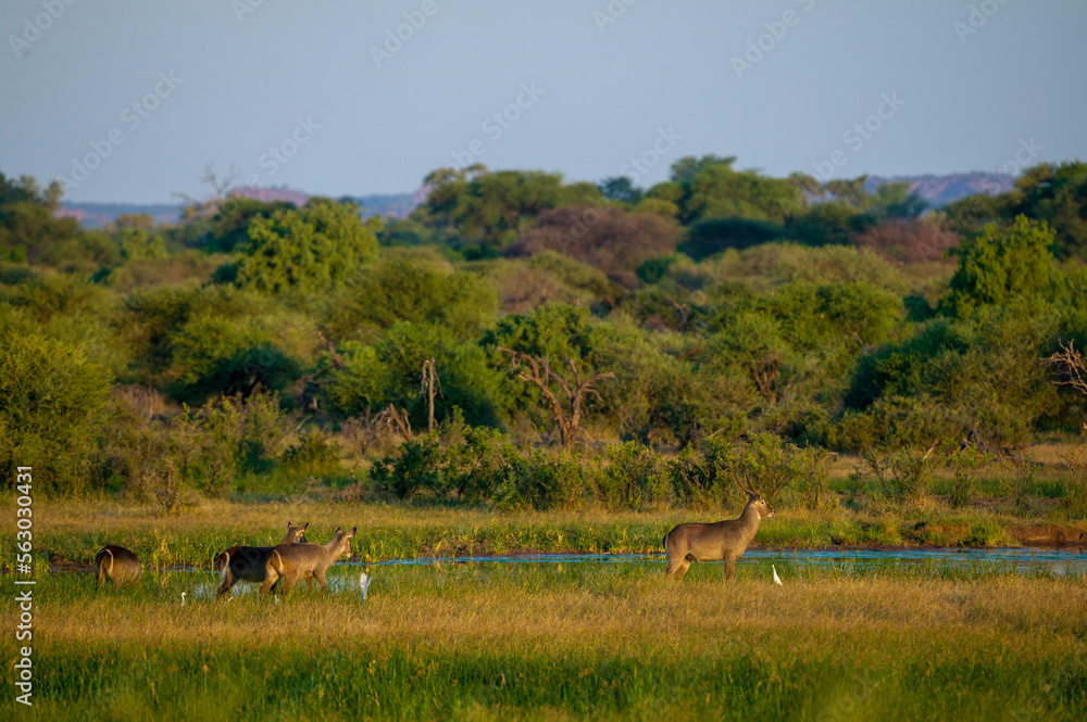 Naklejka premium Waterbuck (Kobus ellipsiprymnus) in a wetland near a waterhole. Mashatu, Northern Tuli Game Reserve. Botswana