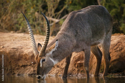 Canvas Print Waterbuck (Kobus ellipsiprymnus) male drinking in a waterhole