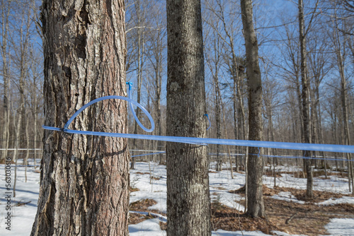 Collecting sap with modern plastic tubing. Maple sugaring. Sap lines. Maple tubing collection system. Tapping maple tree. Maple tree taping. Maple syrup. Producing maple syrup. 