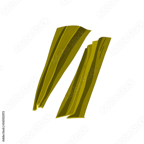 Dried kombu seaweed. Traditional asian kelp.  Oriental cuisine ingredient. Vector illustration.