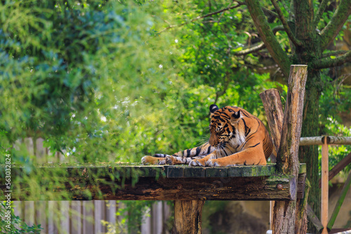 The tiger is resting. Background with selective focus and copy space