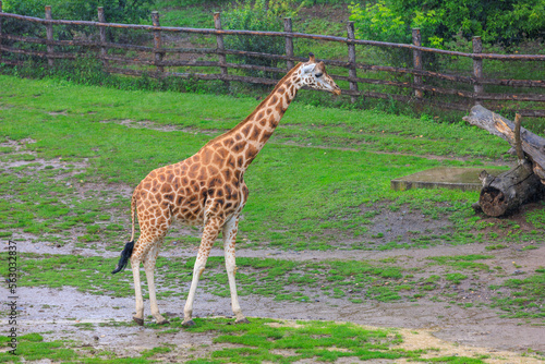 Very beautiful giraffe. Background with selective focus and copy space