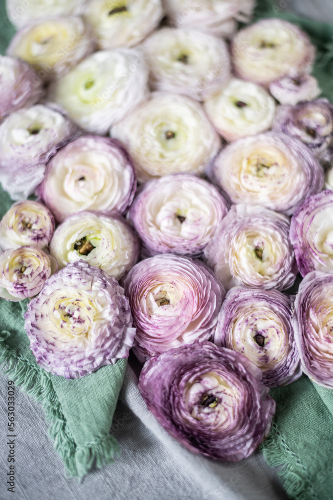 Ranunkel Blüten, Fatlay Frühling, Blume weiß lila Ranunkel Blüten, Fatlay Frühling, Blume weiß lila