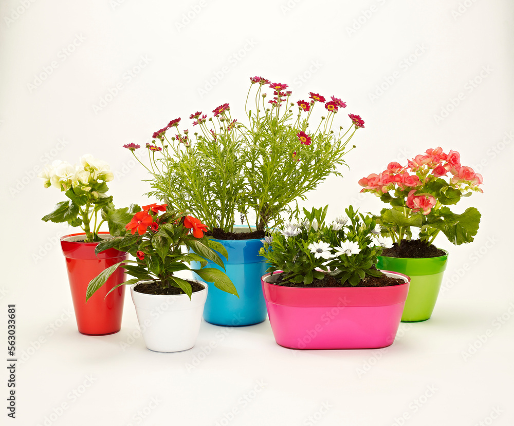flowers in pots