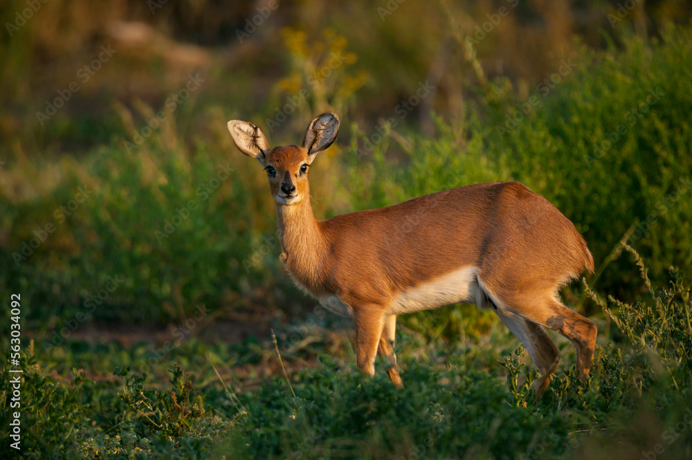 Steenbok (Raphicerus campestris). Mashatu, Northern Tuli Game Reserve. Botswana Steenbok (Raphicerus campestris). Mashatu, Northern Tuli Game Reserve. Botswana
