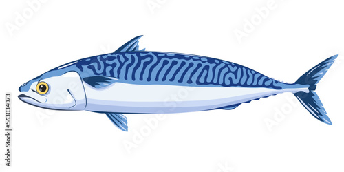 Mackerel isolated on white background, illustration of fish (mackerel) seafood