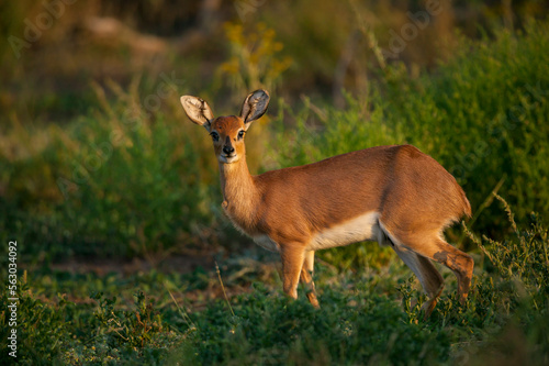 Steenbok (Raphicerus campestris). Mashatu, Northern Tuli Game Reserve. Botswana photo