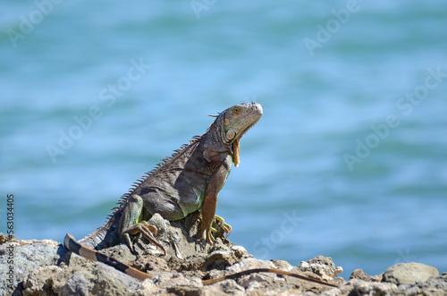 Large iguana perching on rocks with an ocean background