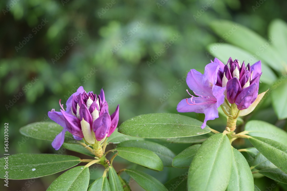 Rhododendron pink blooming shrub on bokeh garden background. Rhododendron pink blooming shrub on bokeh garden background.