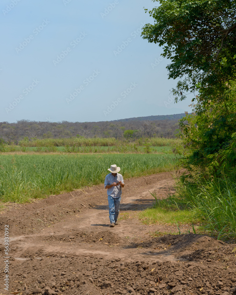 Farmer with white hat using his cellphone working in a sugar cane field Farmer with white hat using his cellphone working in a sugar cane field