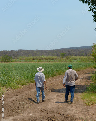 Farmers whit hats working in a sugar cane field