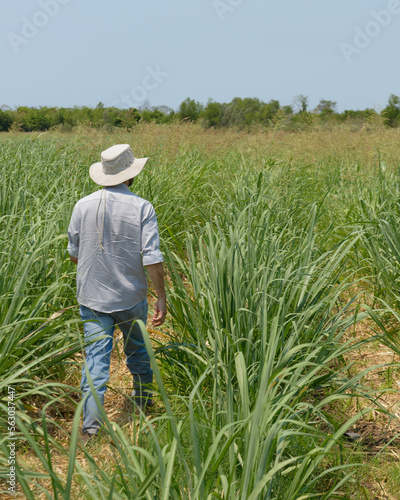 Farmer whit white hat working in a sugar cane field