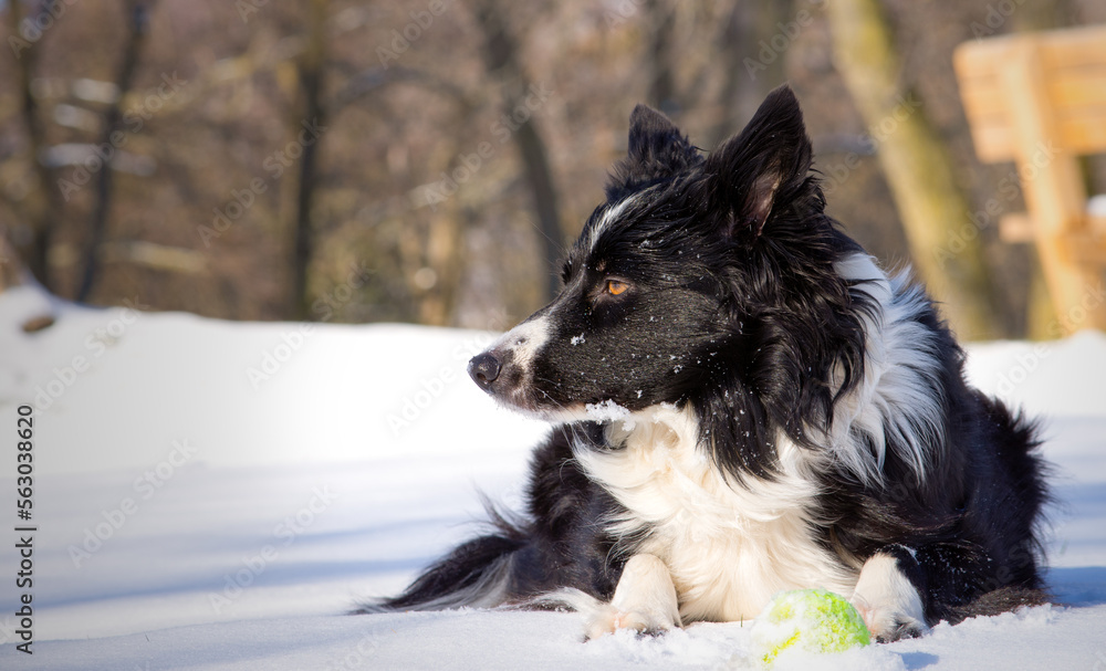 A gorgeous border collie puppy relaxes in the snowy meadow