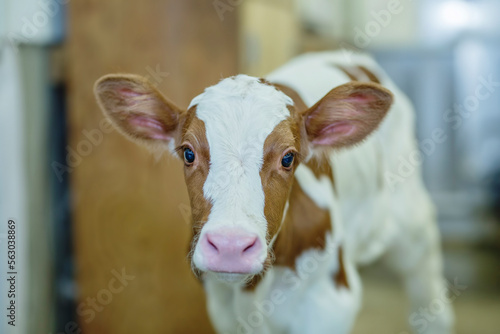 Holstein calf red on a dairy farm. 