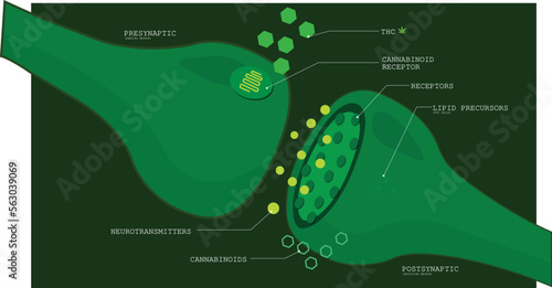 The effect of CBD on the endocannabinoid system and brain using visual aids vector illustration 