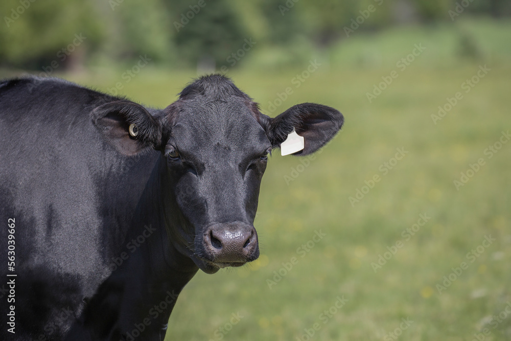 Black Holstein cow outside in a green field on a dairy farm on a beautiful sunny summer day. Black Holstein cow outside in a green field on a dairy farm on a beautiful sunny summer day.