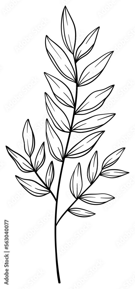 Fototapeta premium 繊細な植物や花のボタニカルイラスト ベクター素材