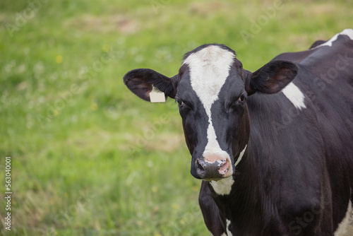 Holstein cow Heifer standing in the field of a dairy farm. 