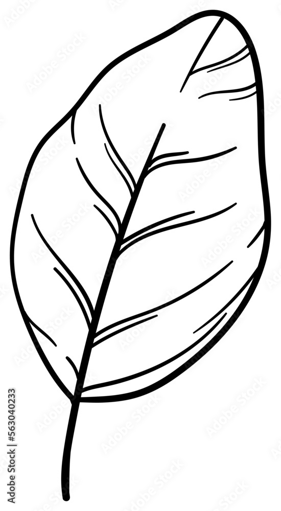 繊細な植物や花のボタニカルイラスト ベクター素材 繊細な植物や花のボタニカルイラスト ベクター素材