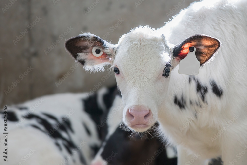 Obraz premium Holstein calf in barn on dairy farm