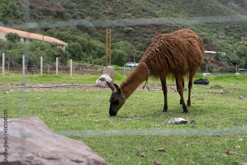 Andean lama from Peru eating with the mountains in the background