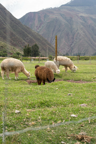 Andean lama from Peru eating with the mountains in the background