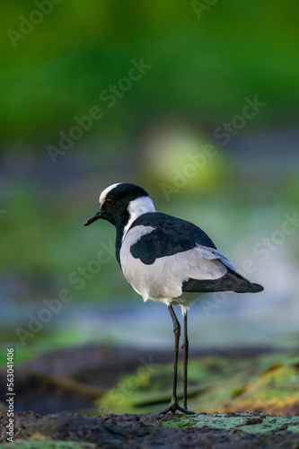 Blacksmith lapwing or plover  Vanellus armatus  in a wetland on the edge of a waterhole. Mashatu  Northern Tuli Game Reserve. Botswana