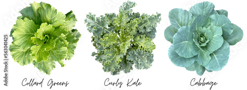 Vegetable cutout png transparent, Collard Greens, Curly Kale, Cabbage photo