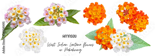 Flowers cutout png transparent, West Indian Lantana flowers or ผกากรอง Pakakrong