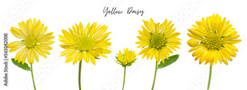 Yellow Daisy, Flowers cutout png transparent
