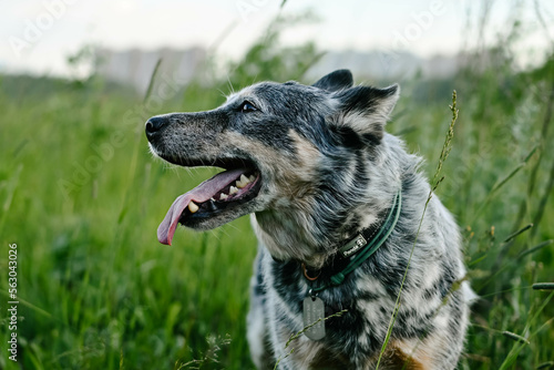 A blue heeler stands on a walk and looks to the side, sticking out his tongue
