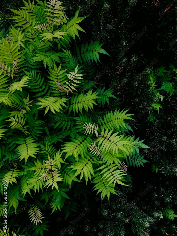Zielony krzew z bujnymi liśćmi - obrazy, fototapety, plakaty 