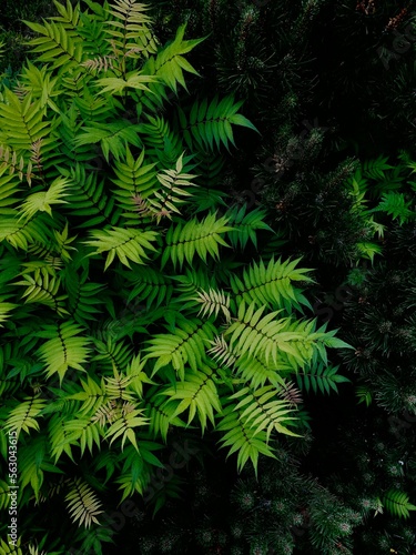 Tawlina jarzębolistna. Zielony krzew z bujnymi liśćmi. Flora