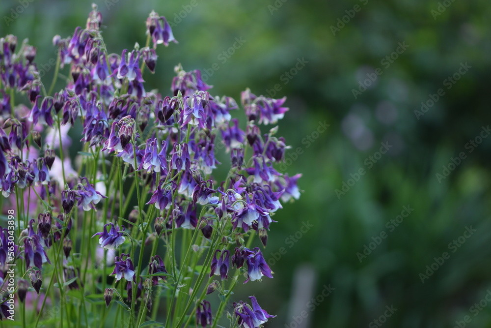 Aquilegia purple flowers, blurred background with space for text. Selective focus. Aquilegia purple flowers, blurred background with space for text. Selective focus.